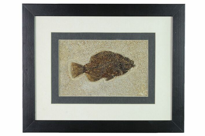 Framed Fossil Fish (Cockerellites) - Wyoming #143989